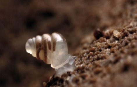 Un melc cu cochilia transparenta, descoperit in Croatia
