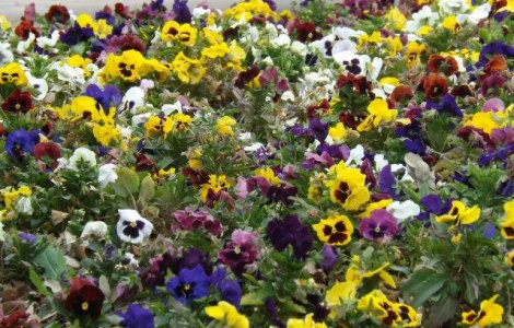 Cercetatorii au descoperit "uzinele" de tanin din plante