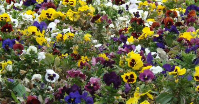 Cercetatorii au descoperit "uzinele" de tanin din plante