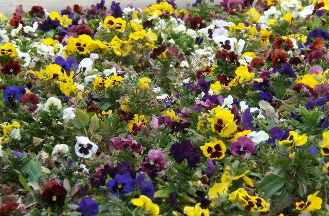 Cercetatorii au descoperit "uzinele" de tanin din plante