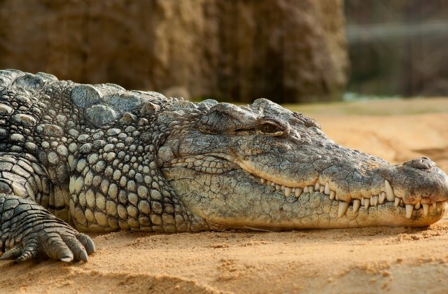 VIDEO Un crocodil gigant a îngrozit locuitorii unui sat din statul indian Karnataka. Imaginile au devenit virale