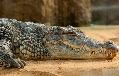 VIDEO Un crocodil gigant a îngrozit locuitorii unui sat din statul indian Karnataka. Imaginile au devenit virale