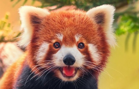 Dispariție la o grădină zoologică! Un panda roșu este de negăsit