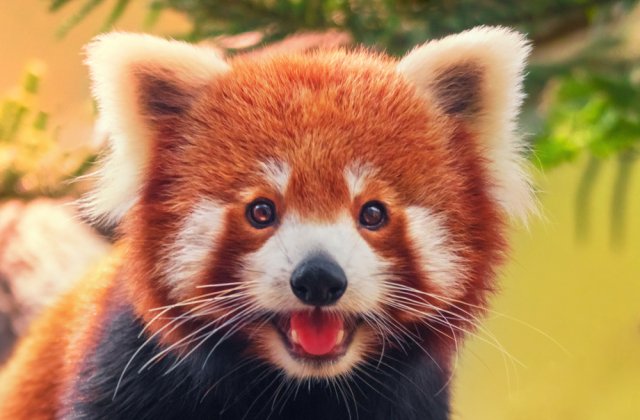 Dispariție la o grădină zoologică! Un panda roșu este de negăsit