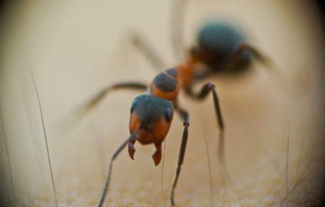 Furnicile pot retine mirosul inamicilor