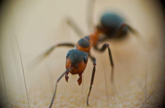 Furnicile pot retine mirosul inamicilor