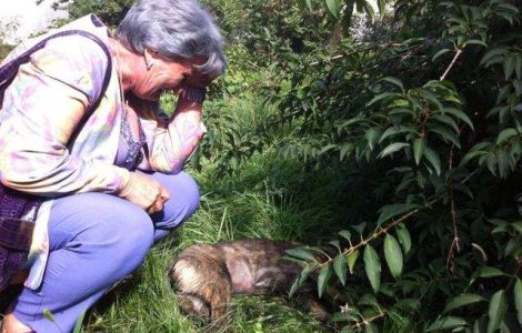  Video  Tragedie in Ploiesti! Mai multe cadavre de caini, descoperite pe strazi: Cine poate fi asa barbar?