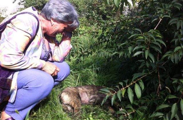 [VIDEO] Tragedie in Ploiesti! Mai multe cadavre de caini, descoperite pe strazi: Cine poate fi asa barbar?