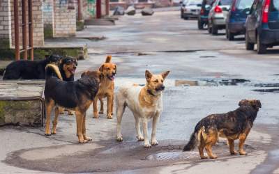 O fetiță de trei ani din...