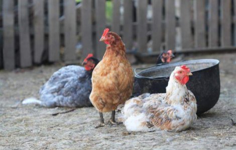 Gripa aviara se intoarce!