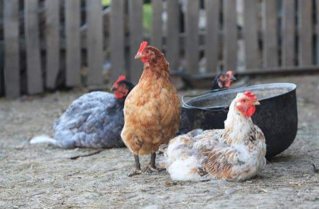 Gripa aviara se intoarce!