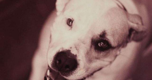 Caine de lupta, gasit mort in Parcul Tei