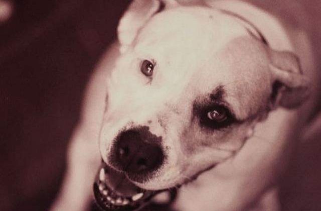 Caine de lupta, gasit mort in Parcul Tei. ASPA: ONG-urile vor sa compromita ancheta