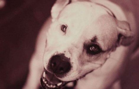 Caine de lupta, gasit mort in Parcul Tei