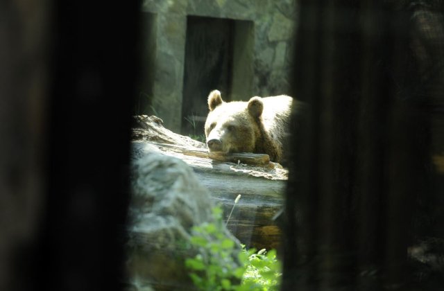 Ordonanță: Dacă e risc crescut, urșii se împușcă