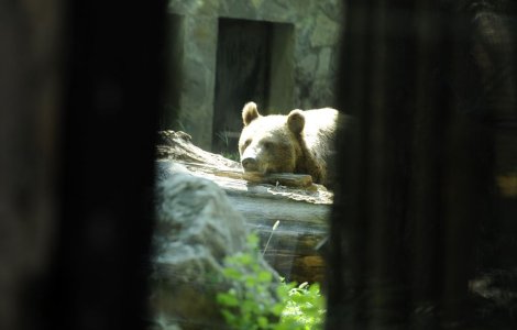 Ordonanță: Dacă e risc crescut, urșii se împușcă