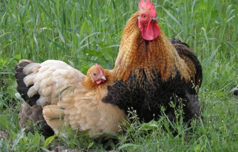 Vietnam: Al doilea deces provocat de gripa aviara de la inceputul anului