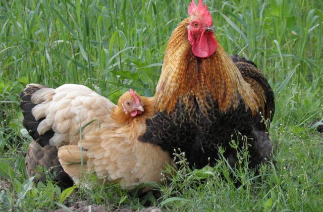 Vietnam: Al doilea deces provocat de gripa aviara de la inceputul anului