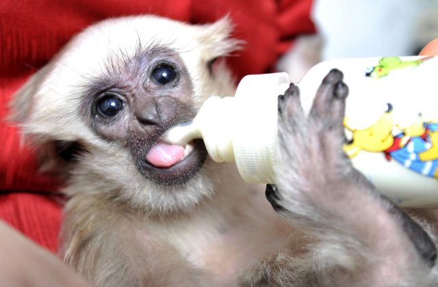 32 de maimute arse de vii, la un laborator din Nevada