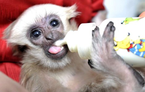 32 de maimute arse de vii, la un laborator din Nevada