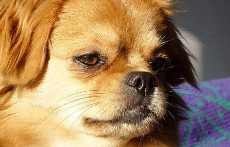 O noua rasa de caini romaneasca