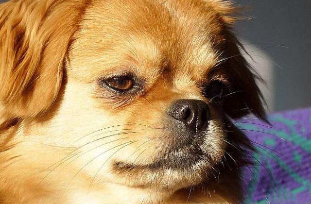 O noua rasa de caini romaneasca: micul spaniel romanesc sau pekiromul