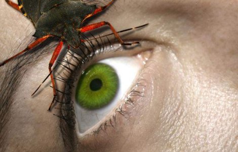 Japonezii au creat tantarul genetic