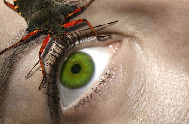 Japonezii au creat tantarul genetic