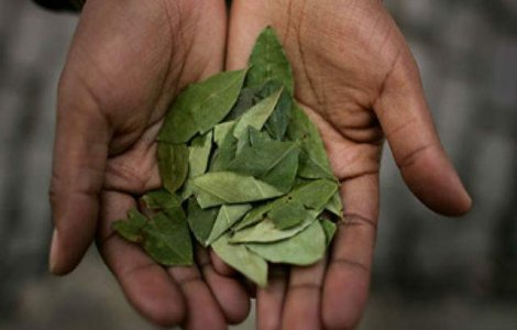 Frunzele de coca neprelucrate sunt benefice pentru sanatate