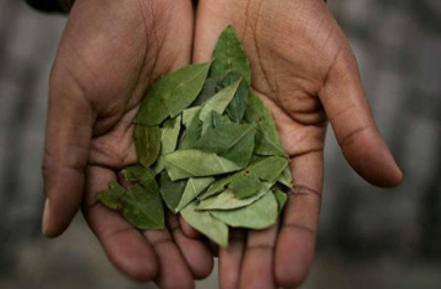 Frunzele de coca neprelucrate sunt benefice pentru sanatate