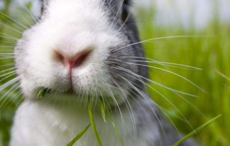  Top  TOP 10 animale adorabile despre care nu stiai ca sunt canibale