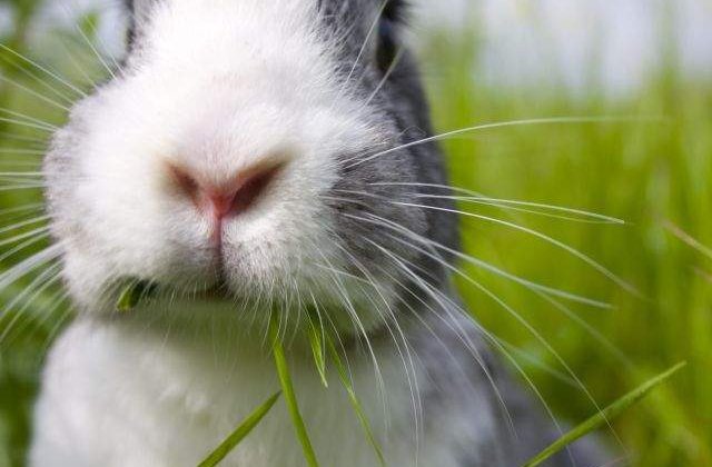 TOP 10 animale adorabile despre care nu stiai ca sunt canibale