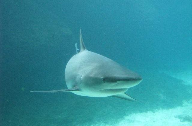 Rechinii ar putea reprezenta cheia in tratarea cancerului mamar