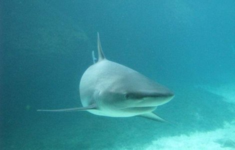 Rechinii ar putea reprezenta cheia in tratarea cancerului mamar