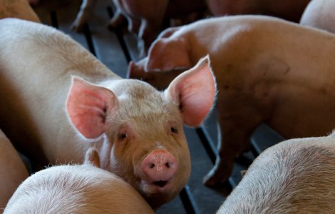 Primul caz de pestă porcină africană la o fermă de porci din Germania