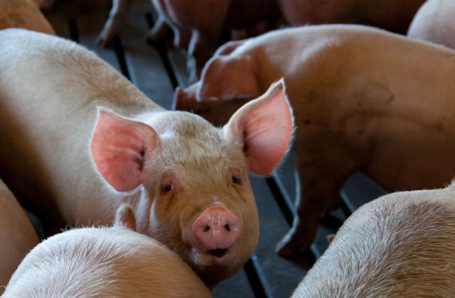Primul caz de pestă porcină africană la o fermă de porci din Germania