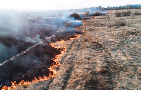 VIDEO: Arde pădurea de pin din Parcul Național „Porțile de fier”!