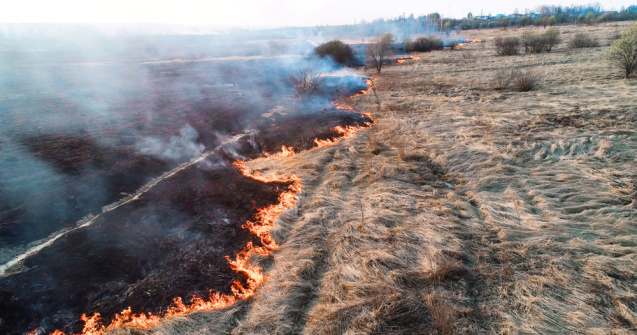 VIDEO: Arde pădurea de pin din Parcul Național „Porțile de fier”!