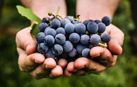 Cel mai scump ciorchine de strugure! Câte zeci de mii de dolari valorează