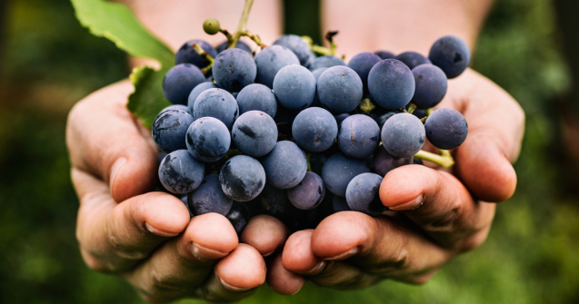 Cel mai scump ciorchine de strugure!