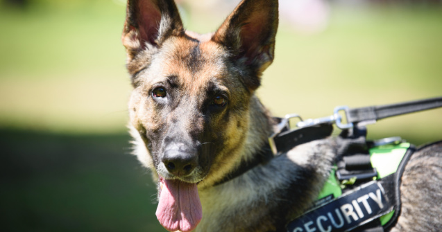 Premieră în România! Câini dresați să detecteze COVID-19 la aeroport