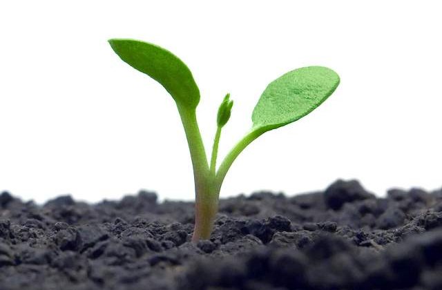 Romania, codasa UE la randamentul in sectorul agricol