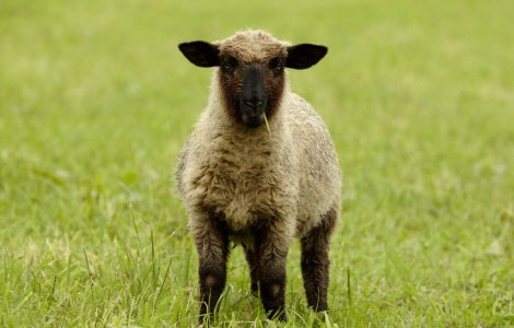 Un sofer din Germania, ranit din cauza unui miel cazut din cer