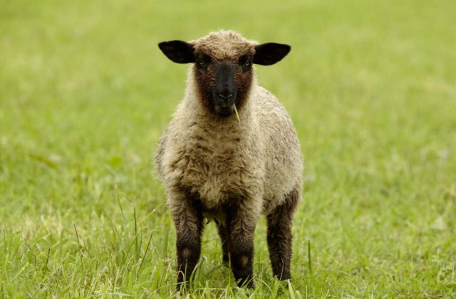 Un sofer din Germania, ranit din cauza unui miel cazut din cer