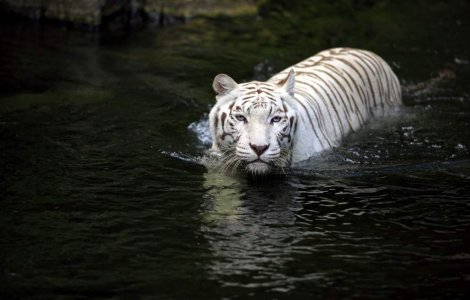  Video  Internetul ameninta speciile rare