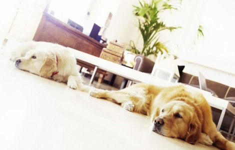 Animalele se pot sinucide?