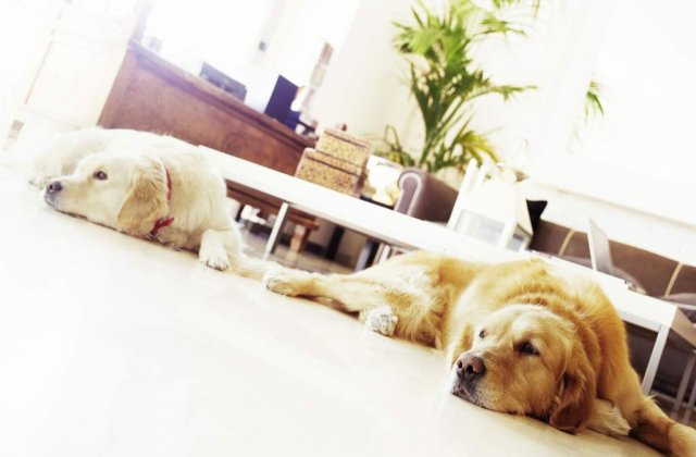 Animalele se pot sinucide?