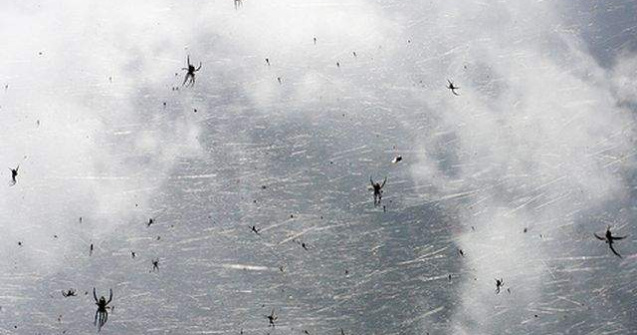  Top  Ploua cu paianjeni? Cele mai bizare lucruri care au cazut din cer