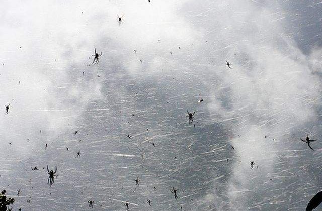 Ploua cu paianjeni? Cele mai bizare lucruri care au cazut din cer