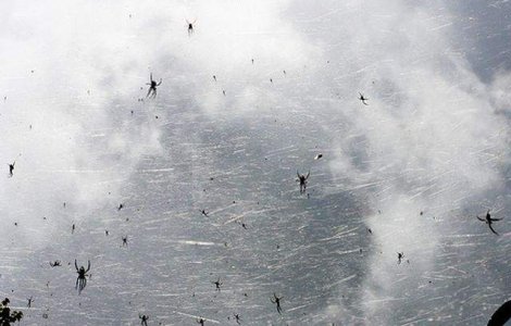  Top  Ploua cu paianjeni? Cele mai bizare lucruri care au cazut din cer